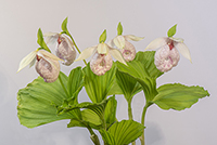 Cypripedium formosanum